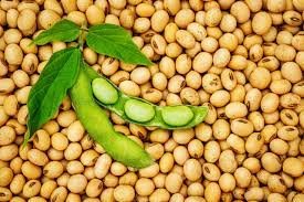 Brazilian Soybean Exporters